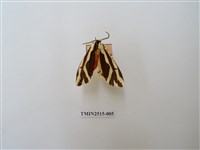 藏品(雙紋污燈蛾)的圖片